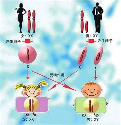 生男孩生女孩|生男生女怎麼決定？決定寶寶性別的5大迷思一次破解…